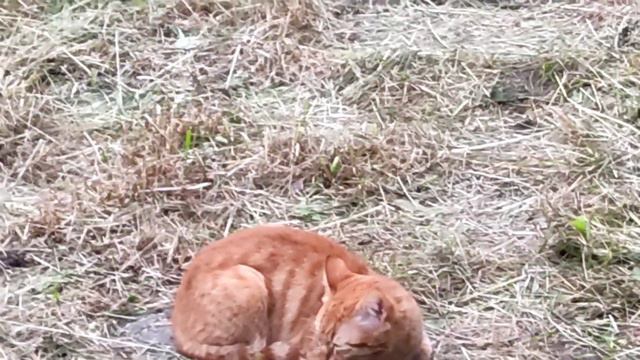 🐈 Кошачий влог 🐱 смотреть онлайн