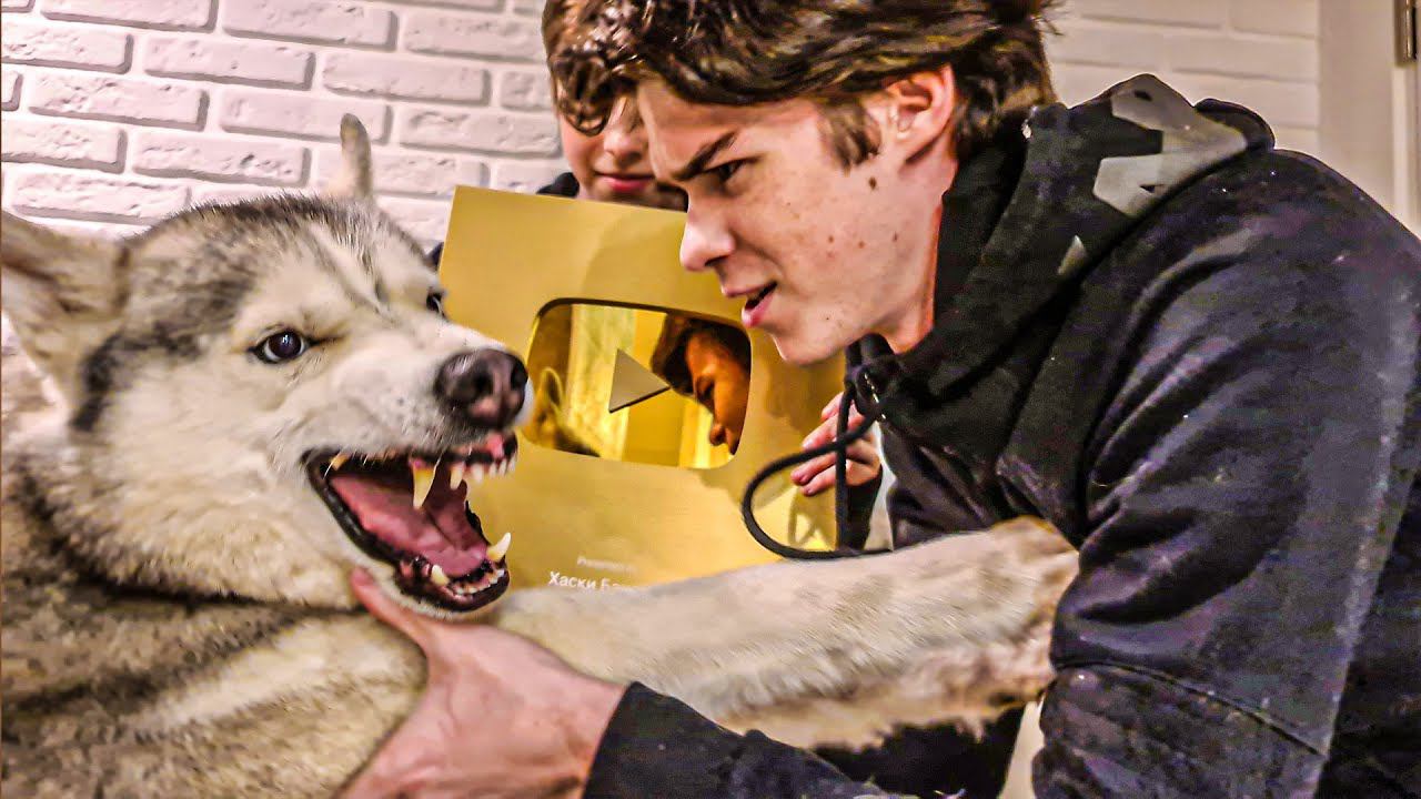 ЧЕЛОВЕКИ ЗАБРАЛИ МОЮ ЗОЛОТУЮ КНОПКУ!!! (Хаски Бандит) Говорящая собака смотреть онлайн