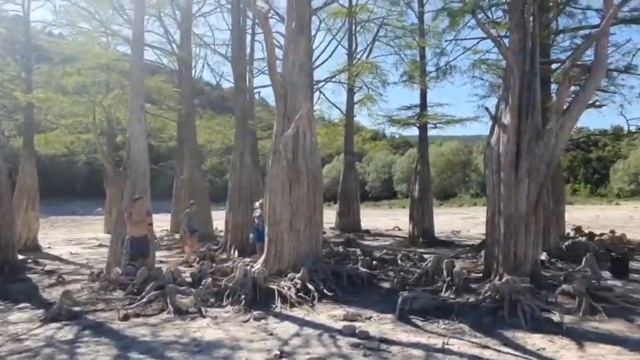 СРОЧНО: В КИПАРИСОВОМ ОЗЕРЕ НЕТ ВОДЫ: КИПАРИСЫ КОРНЯМИ ТОРЧАТ НА СУХОЙ ПОЧВЕ. МАКСИМАЛЬНЫЙ РЕПОСТ смотреть онлайн