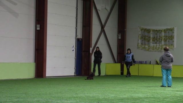 Багаева Александра Австралийский келпи Лайт Чемпионат Санкт-Петербурга. Обидиенс 1 . 17.11.18 смотреть онлайн