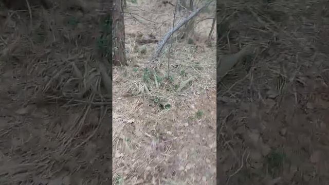 поиск рог лося.2023год кто ищет тот всегда находит смотреть онлайн