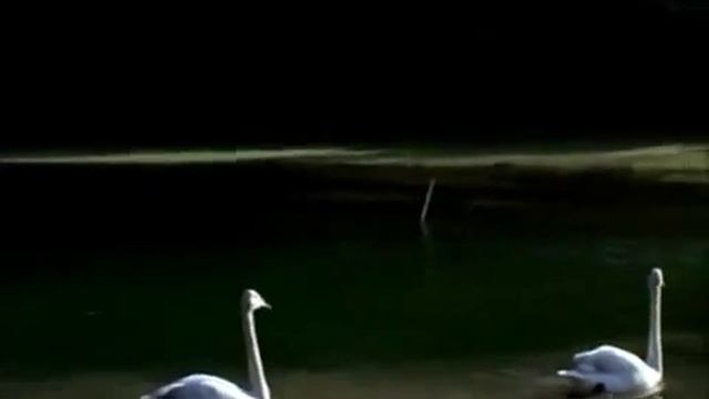 Юрий Кузьмин Птицы Белые Мои смотреть онлайн