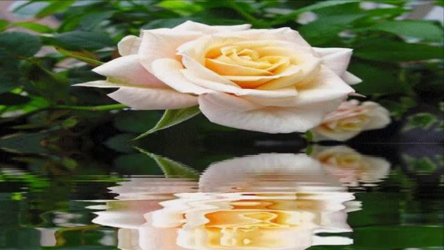 МУЗЫКА ЦВЕТОВ. смотреть онлайн