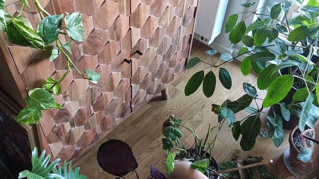 Roślinny DAILY VLOG | Pielęgnacja Roślin Domowych | Tarczniki | Przelane Rośliny Doniczkowe - Objaw