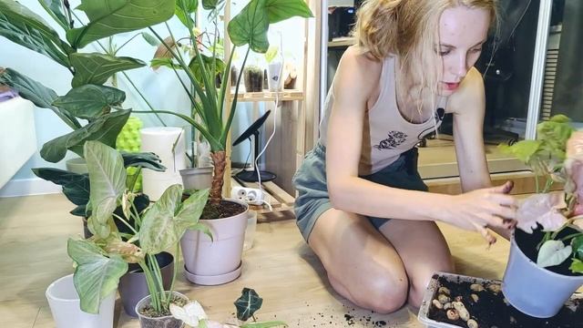 Пересаживаю розовые СИНГОНИУМЫ | Пинк сплеш | НЕОН | Пинк спот ТРИКОЛОР | Пинк ФЛЕКД смотреть онлайн