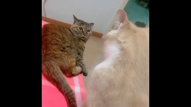 Искать чёрную кошку в тёмной комнате