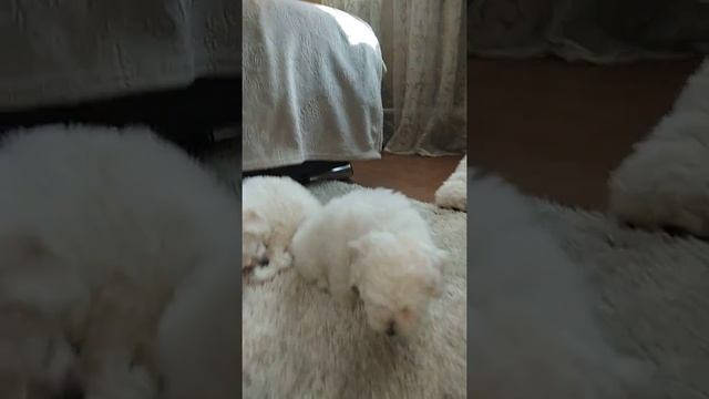 Щенки белого пуделя Краснодар смотреть онлайн