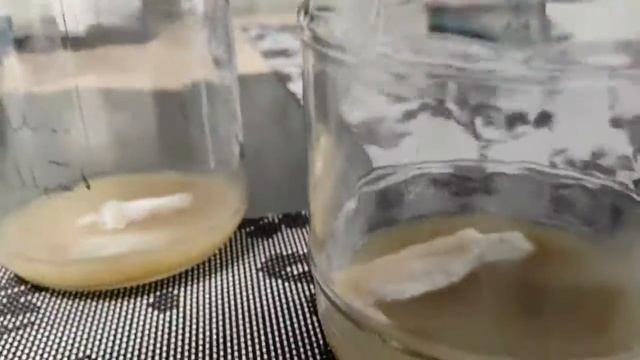 #мицелий #Питательная среда для выращивания мицелия смотреть онлайн