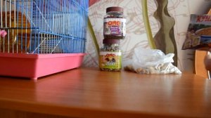 Питание хомяка♡♡♡Чем кормить джунгарского хомяка???