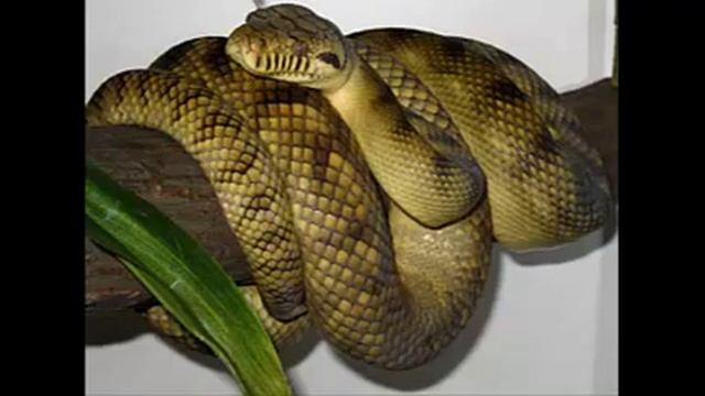 The amethystine python смотреть онлайн