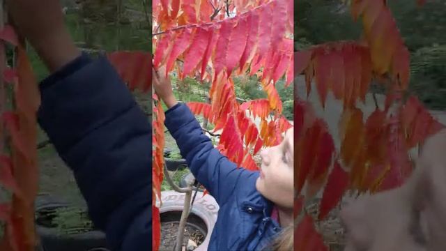 Осеннее дерево с красными листьями смотреть онлайн