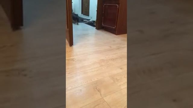 Люся суслик, розумний Йорк. смотреть онлайн