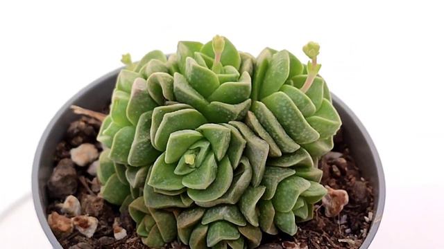 Crassula Cv  Dorothy