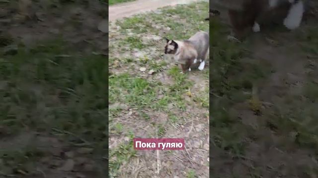 #отдых #тайская #cute #лунка #любимка