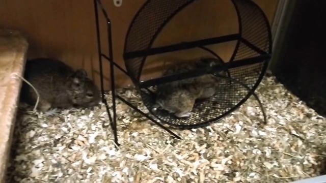 Белки Дегу 7___Proteins Degu 8 смотреть онлайн