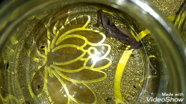 Розовый кузнечик. Линька личинки. смотреть онлайн