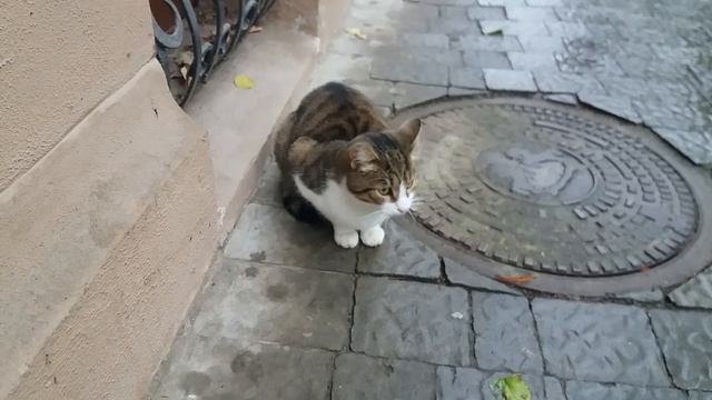 киця вміє говорити? #cat #cats #котик #котики #котята #мяу #кот #кошенята #коты #кошка #кошки #няшк