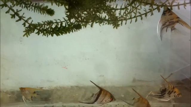 The Anacharis Plant | Brazilian Elodea | Brazilian Waterweed | Egeria Densa смотреть онлайн