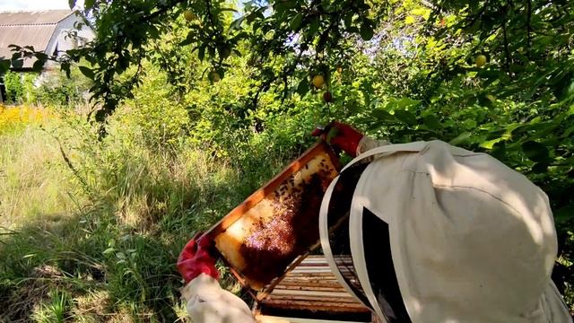 Кочевка на подсолнух, что из этого получилось? смотреть онлайн