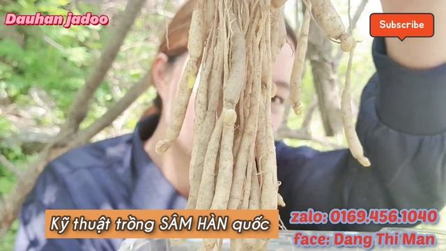 SÂM HÀN QUỐC 1 năm tuổi 200k = 100g, Kỹ thuật, lưu ý trồng SÂM Hàn Quốc смотреть онлайн