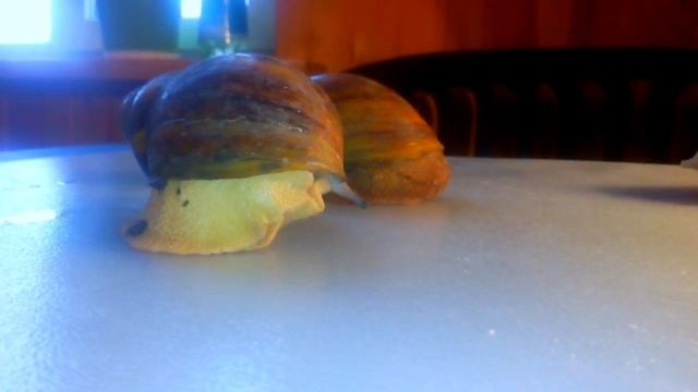 Улитки Ахатины и их яйца(10 мес)