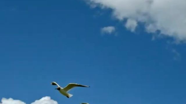 Моя звезда (пробный вариант) смотреть онлайн