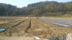 Пленка для посадки чеснока в Южной Кореи