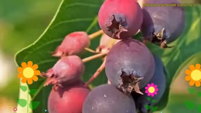 Ирга Мандан. Краткий обзор, описание характеристик amelanchier alnifolia mandan Mandan смотреть онлайн