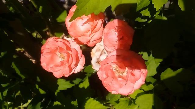 РОЗОВЫЙ УКСУС ПРОЩЕ ПРОСТОГО смотреть онлайн