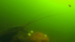 ловил на _Пробку_ с самоподсечкой. Подводная съемка, рыбалка онлайн. Ловля на Пробку. Fishing