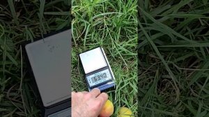 абрикос НЖА - 19