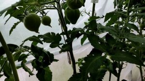 Обзор томатов 2022. Гном Пурпурное сердце. ❤️?