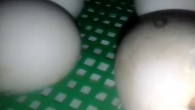 Инкубация гусят.Вывод гусят.incubation Of Geese.