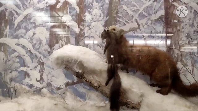 Подробная экскурсия: Зоологический музей Санкт-Петербург! Стоимость билетов, часы работы и т. д. смотреть онлайн