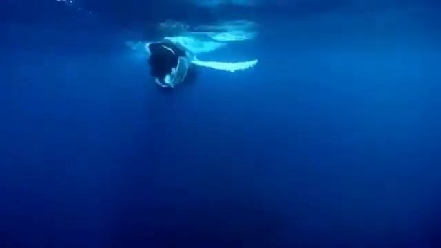 факты. факты про китов смотреть онлайн