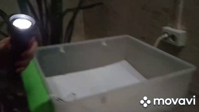 Ожидаю вывод птенцов от кур-несушек и подсчитываю убытки от покупного инкубационного яйца смотреть онлайн