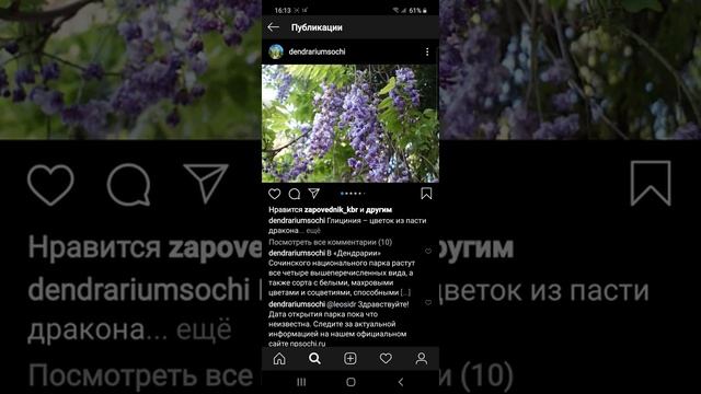 Геленджик Глициния – цветок из пасти дракона смотреть онлайн