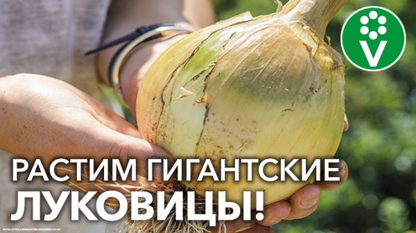 ЛУК ЭКСИБИШЕН БУДЕТ НЕВЕРОЯТНЫХ РАЗМЕРОВ!