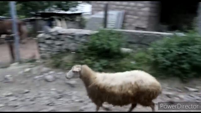 Գյուղացի Պապիկները Չեն Հոգնում Աշխատելուց Любите и Берегите ваших дедушек Շամշադինի Համը  Шамшадин