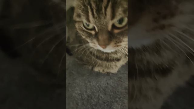 и это число 11 ставь лайк если я угадал смотреть онлайн