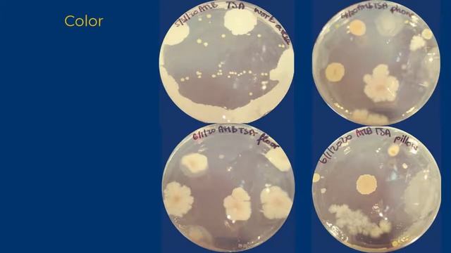 Colony Morphology смотреть онлайн