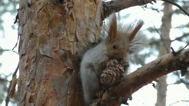 Белка грызет шишку | A squirrel nibbles on a pine cone смотреть онлайн