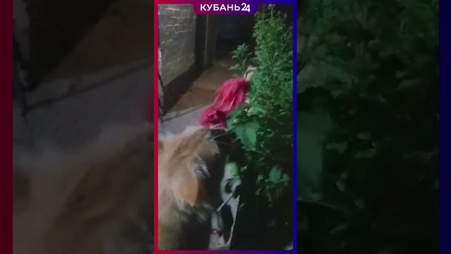Прожорливый розожор завелся в доме жителей Армавира смотреть онлайн