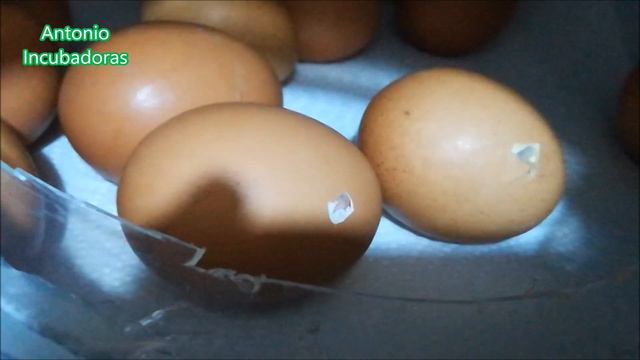 Proceso de incubación de huevos de gallina смотреть онлайн