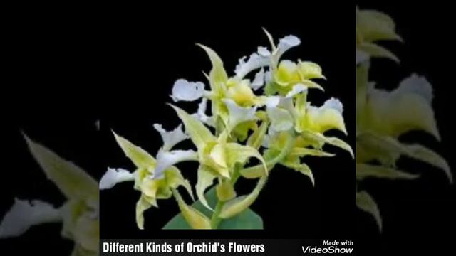 Different Kinds of Orchid's Flowers смотреть онлайн