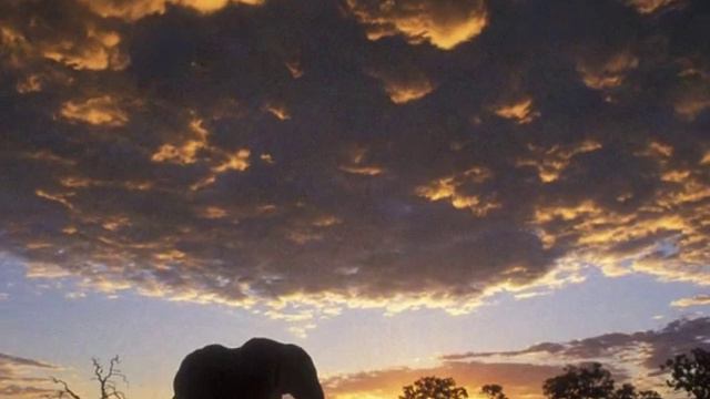 ОТТА - оркестр. Royal Safarı.wmv смотреть онлайн