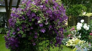 Опора для клематиса своими руками — идеи для подставок