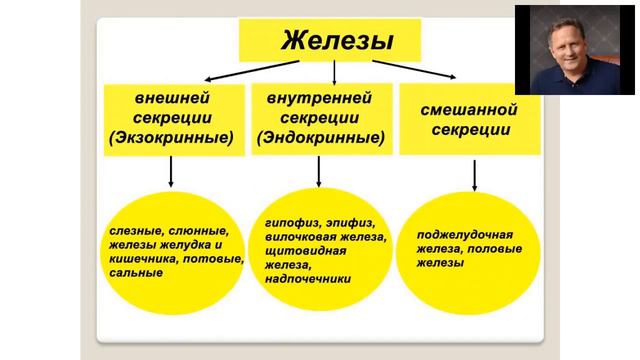 Саттва Благость Эндокринная система смотреть онлайн