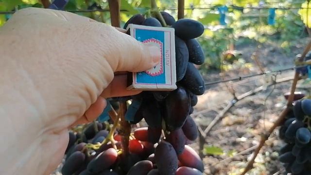 Виноград Днепровский сувенир (Калугин В.М.), виноградник Король В. Н. 14.08.2023г. Краснодар смотреть онлайн