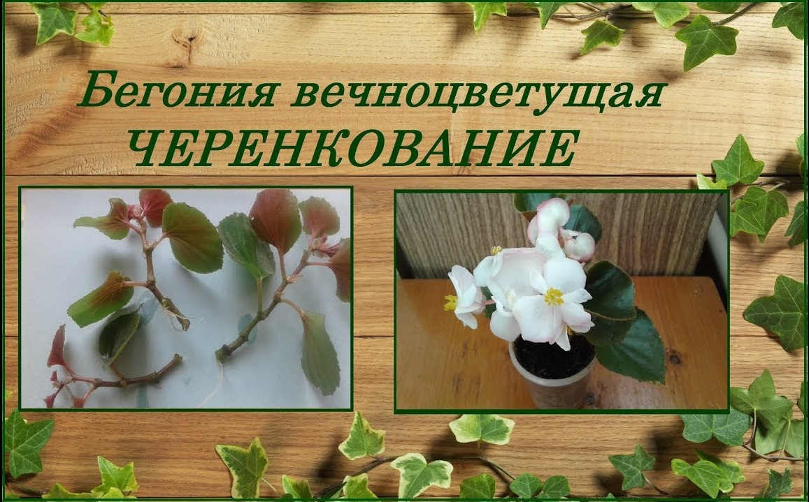 Бегония вечноцветущая размножение черенками самый простой способ смотреть онлайн